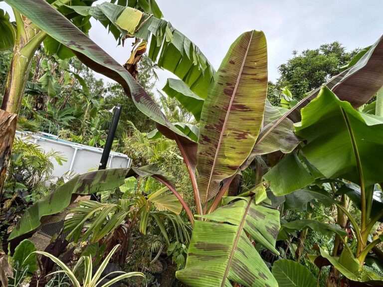 Plantes ornementales tropicales