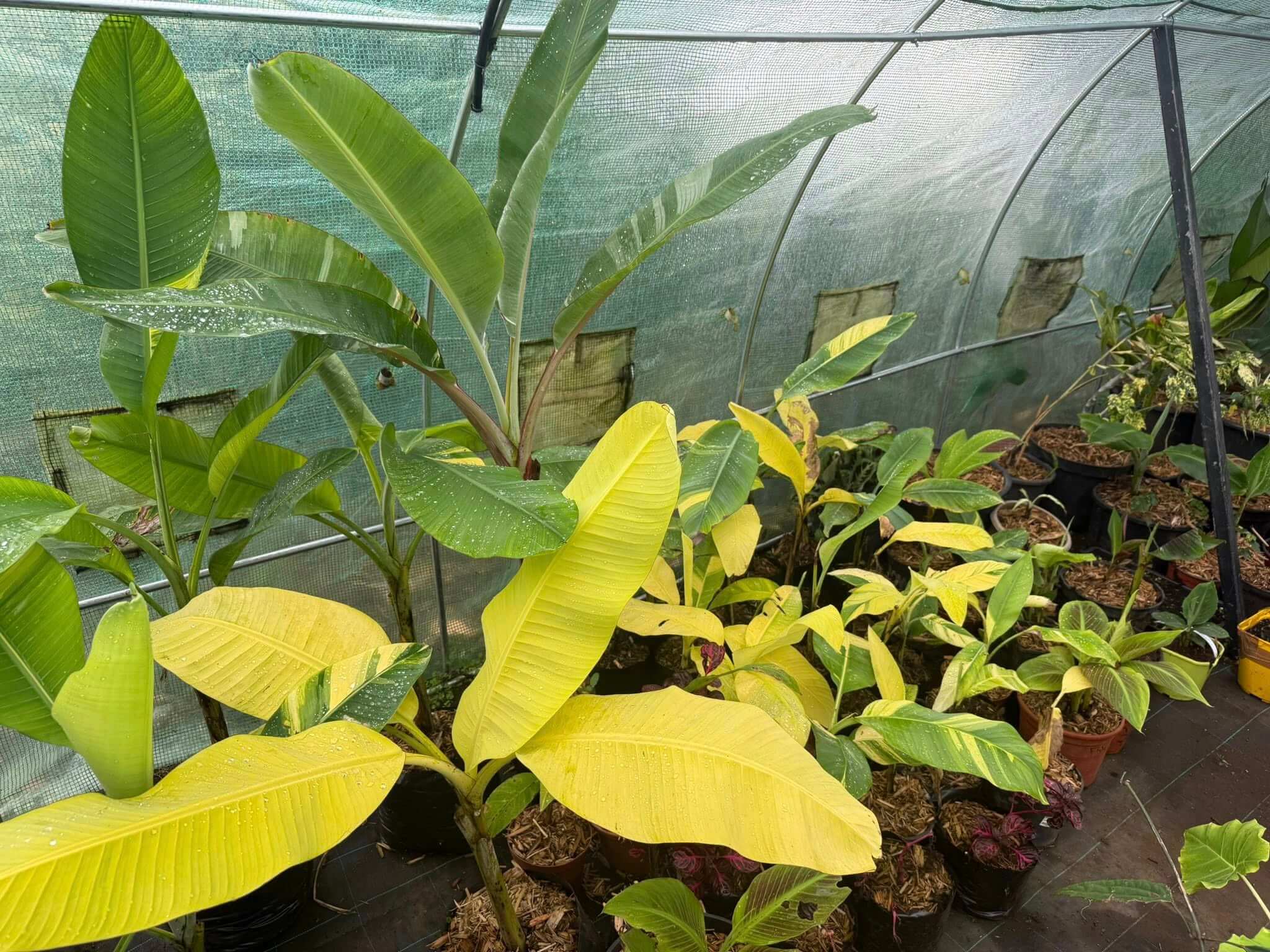 574312166_857718000156662_2893034532442209199_n